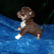 Tiny Apple Head Teacup Chihuahuas
