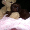 Shih Tzu Puppies four females