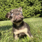 Male Lilac & Tan French Bulldog (AKC Registered)