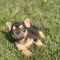 French Bulldog Puppy (Female AKC Certified)