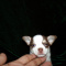 Tiny Apple Head Chihuahuas