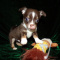 Tiny Apple Head Chihuahua Puppies