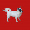 Valentino Full AKC Long Coat Chihuahua Puppy