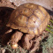 3 Adult Sulcata Tortoises