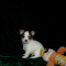 Tiny Apple Head Chihuahua Puppies