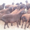 Awassi ,Gissar (Fat tail sheep for sale) and sheep Fat tail.....