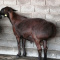 Awassi ,Gissar (Fat tail sheep for sale) and sheep Fat tail.