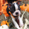 CKC Boston Terrier Puppies