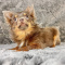 Tiny Teacup Apple Head Male Chihuahua