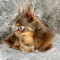Teddy LC Lavender Chihuahua Male
