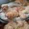Well Socialized Malti-Poo Puppies Ready To Leave Now