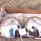 Antique  Car Headlights Early 1930's