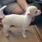 Full AKC Female Chihuahua Puppies