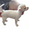 Two Female Chihuahuas Full AKC