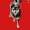 Chihuahua Full AKC Puppies