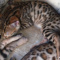 Bengal kittens looking for a homes