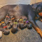 Here we have 5 Akc registered Rottweiler puppies