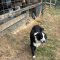 Beautiful Australian Shepherd (female)