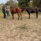 Healing in the Heartland: How Equine Therapy Supports Recovery