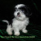 Full AKC Female Shih Tzu Puppies