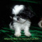 3 Shih Tzu Females Flat Muzzles Short Legs