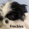 Imperial Shih Tzu Puppy Freckles
