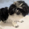 Wenda Imperial Shih Tzu Female Puppy