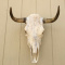 Real Cow Skulls Professionally Treated