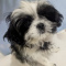 Imperial AKC Shih Tzu Female