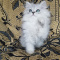 Persian, Himalayan Kittens for Sale