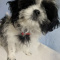 AKC Shih Tzu Female Puppies