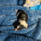 Snoopy Long Coat Male Chihuahua