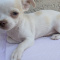 AKC Female   Chihuahuas Merle Lines