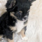 Tiny Long Coat Apple Head AKC Chihuahua Female