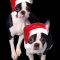 CKC Boston Terrier Puppies