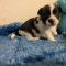 Apple Head Long Coat Chihuahua Male Pup Snoopy