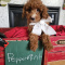 Beautiful XMAS F1B Cavapoo Puppies - READY NOW