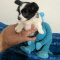 Apple Head Long Coat Chihuahua Male Pup Snoopy