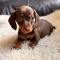 Cute miniature Dachshund Puppies