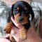 Lovely miniature Dachshund Puppies