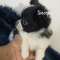 Snoopy Long Coat Chihuahua Male Puppy