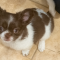Tiny Long Coat Apple Head Chihuahua Female