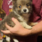 Beautiful Pomeranian, Border Collie, Yorkie cross male puppy.