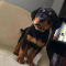 Rottweiler Puppies available for adoption