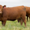 Red Angus open/Bred Heifers, Bulls & calves for sale