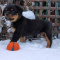 M/F Amazing Fluffy Rottweiler Puppies