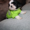 Gorgeous Shih tzu puppy  AKC