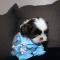 Shih Tzu AKC Friendly