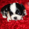 Purebred Shih Tzu M Gorgeous "Thumper"