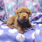AKC LABRADOR RETRIEVER PUPPIES, CHO/BLACK